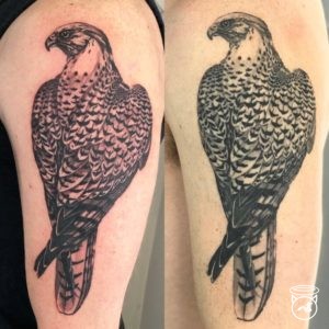 Falcon Tattoos